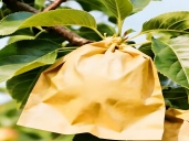 聚乳酸水果套袋